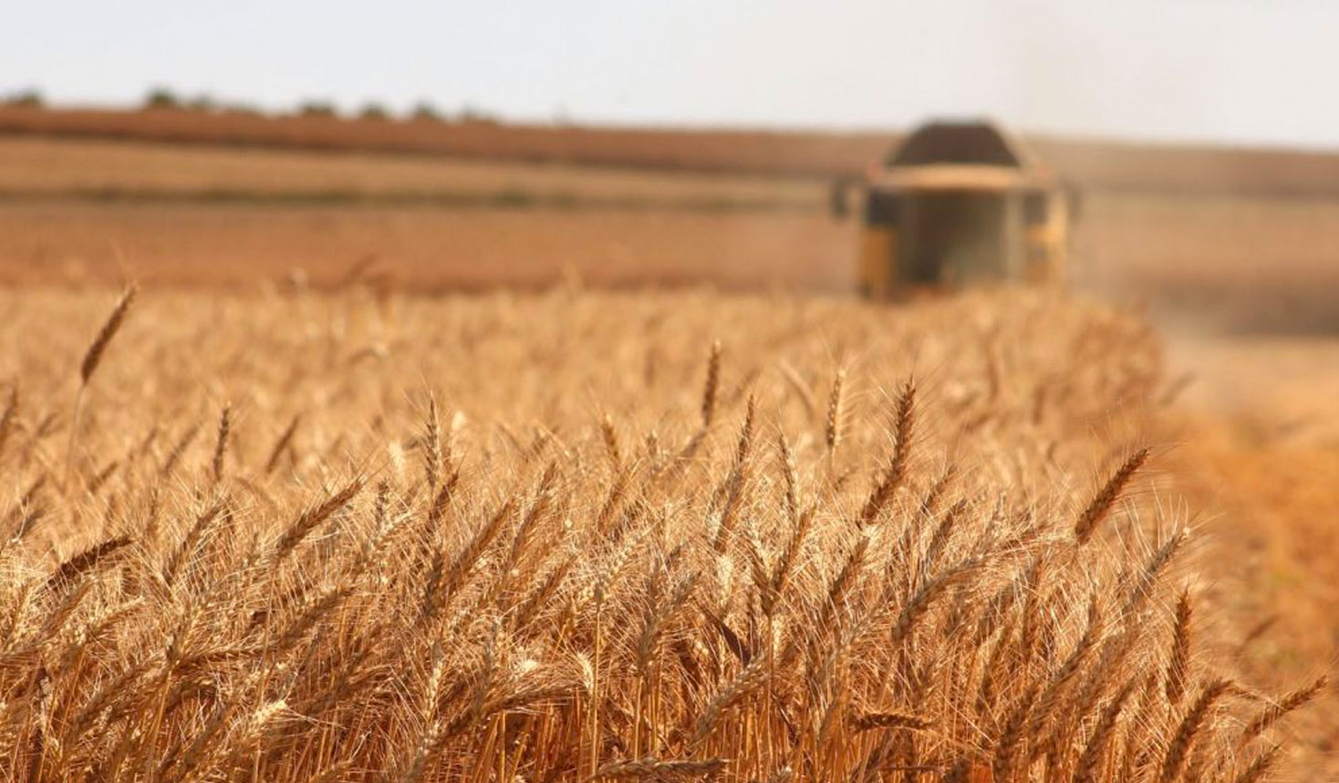Weizenfeld bei der Ernte mit Mähdrescher im Hintergrund.